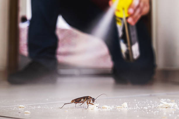 Best Termite Control Services  in Cuyahoga Falls, OH